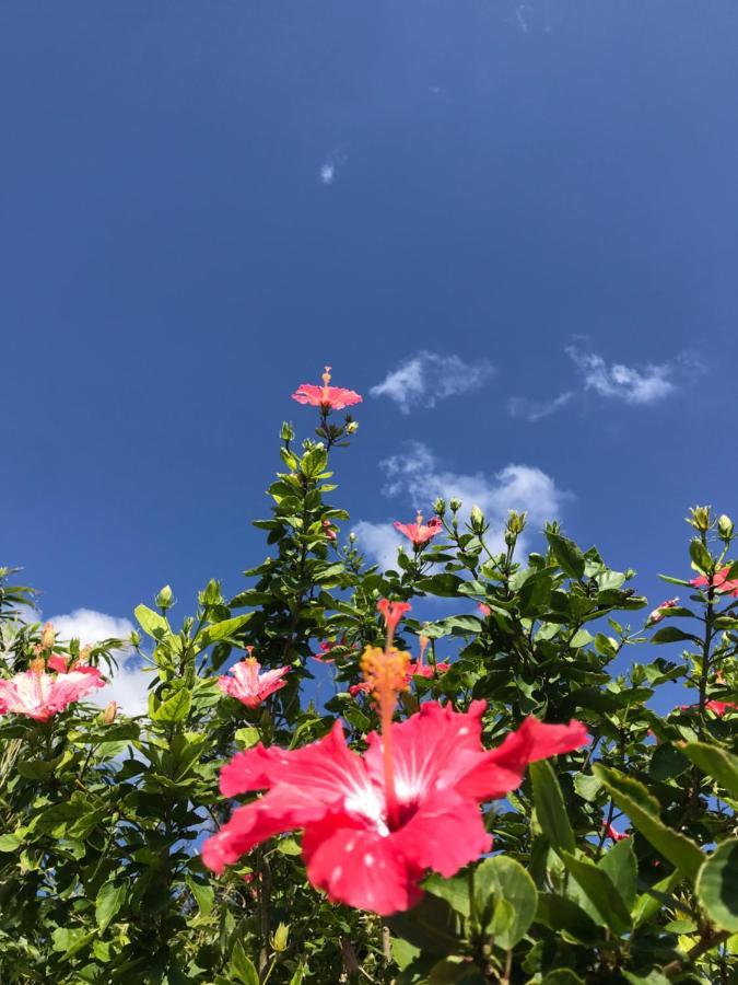 みーまん奄美 Vandrerhjem Amami Eksteriør bilde